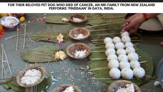 For their beloved pet dog who died of Cancer, an NRI family from New Zealand performs 'pinddaan' in Gaya, India.