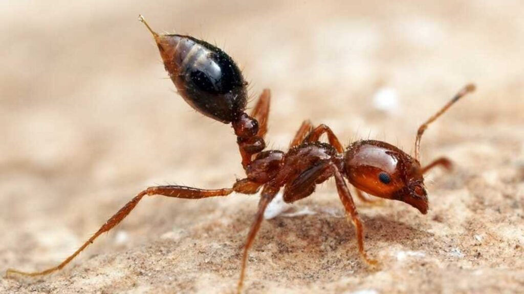 Stinging Ants Invade: Dangerous Asian Needle Ants Spreading Across the U.S. 6 Stinging ants